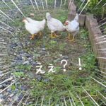 保護することになった鶏の話